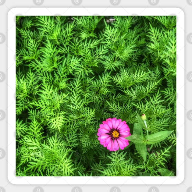 Pink Zinnia flower on yellow cosmos bush Sticker by FOGSJ